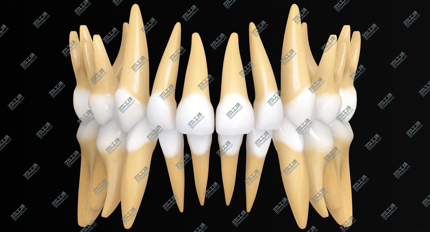 images/goods_img/2021040163/Primary Teeth/5.jpg